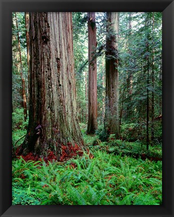 Framed Prairie Creek Redwoods Sp, California Print