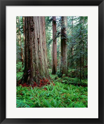 Framed Prairie Creek Redwoods Sp, California Print