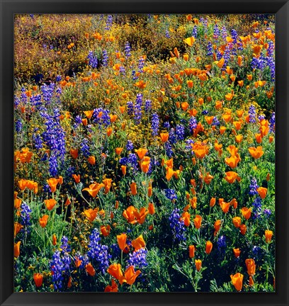 Framed Douglas Lupine And California Poppy In Carrizo Plain National Monument Print