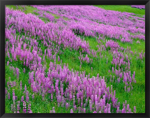 Framed Spring Lupine Meadow In The Bald Hills, California Print