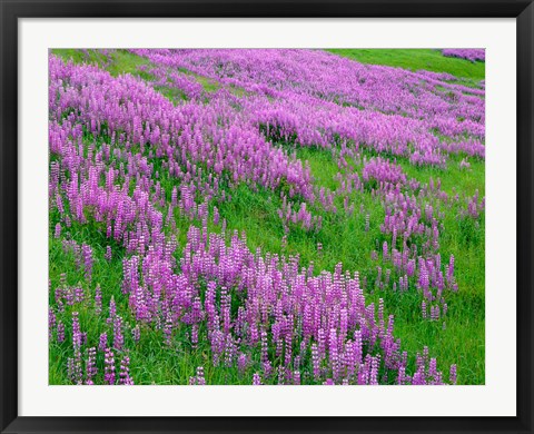 Framed Spring Lupine Meadow In The Bald Hills, California Print