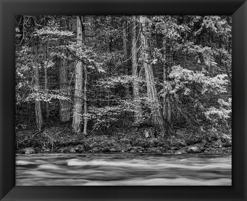 Framed California, Yosemite (BW) Print