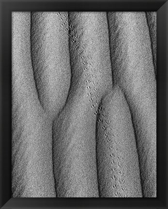 Framed Animal Tracks In The Valley Dunes, California (BW) Print