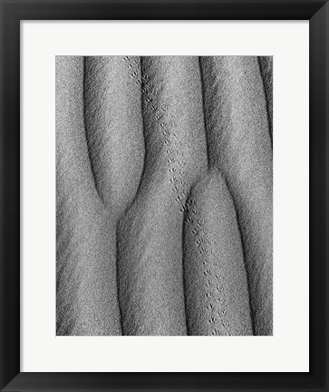 Framed Animal Tracks In The Valley Dunes, California (BW) Print