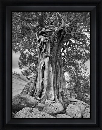 Framed California, High Sierra Juniper Tree (BW) Print