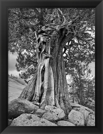 Framed California, High Sierra Juniper Tree (BW) Print