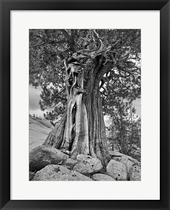 Framed California, High Sierra Juniper Tree (BW) Print