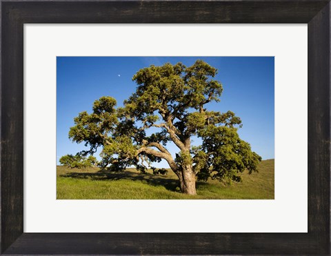 Framed California, Cottonwood Tree Print