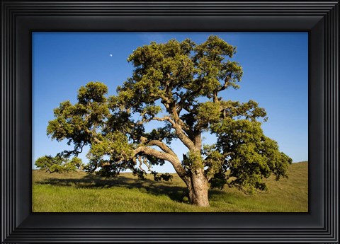 Framed California, Cottonwood Tree Print