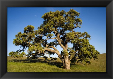 Framed California, Cottonwood Tree Print