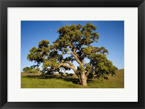 Framed California, Cottonwood Tree Print