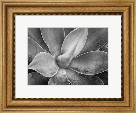 Framed California, Del Mar Succulents (BW) Print