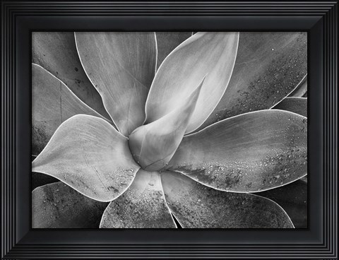 Framed California, Del Mar Succulents (BW) Print