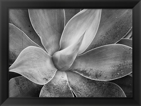 Framed California, Del Mar Succulents (BW) Print