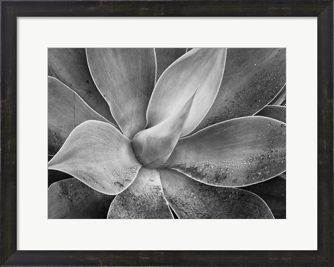Framed California, Del Mar Succulents (BW) Print