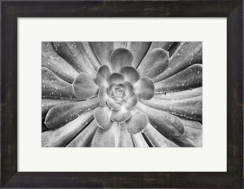 Framed California, Del Mar Succulents After Rain (BW) Print