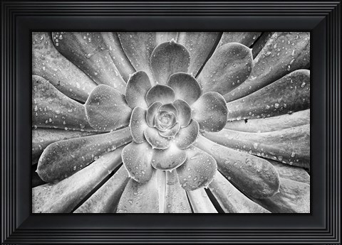 Framed California, Del Mar Succulents After Rain (BW) Print
