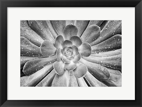 Framed California, Del Mar Succulents After Rain (BW) Print