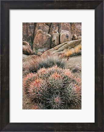 Framed California, Alabama Hills, Cactus Print