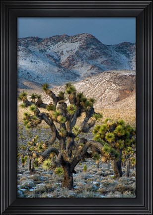 Framed Joshua Trees In The Snow Print