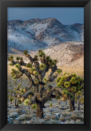 Framed Joshua Trees In The Snow Print