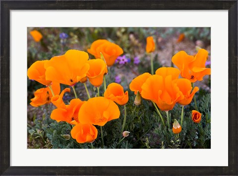 Framed Golden California Poppies In Antelope Valley Print