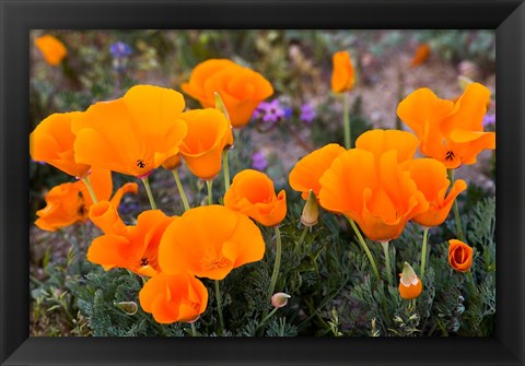 Framed Golden California Poppies In Antelope Valley Print