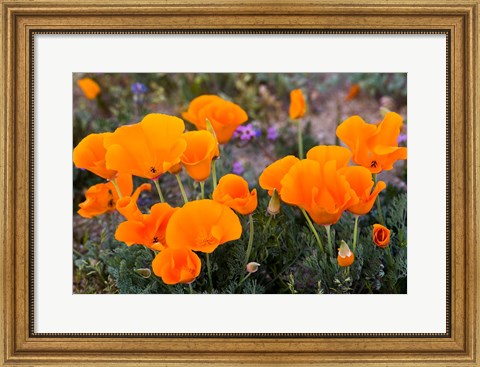 Framed Golden California Poppies In Antelope Valley Print