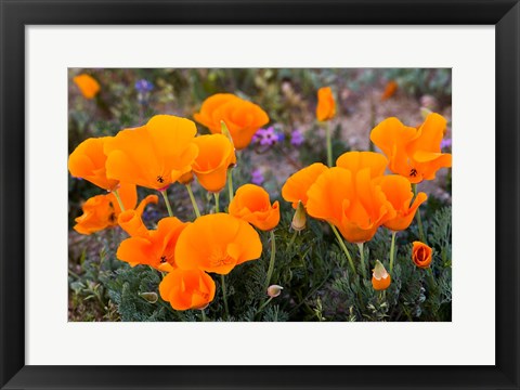 Framed Golden California Poppies In Antelope Valley Print