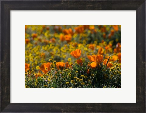 Framed Golden California Poppy Field Print