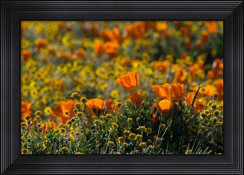 Framed Golden California Poppy Field Print