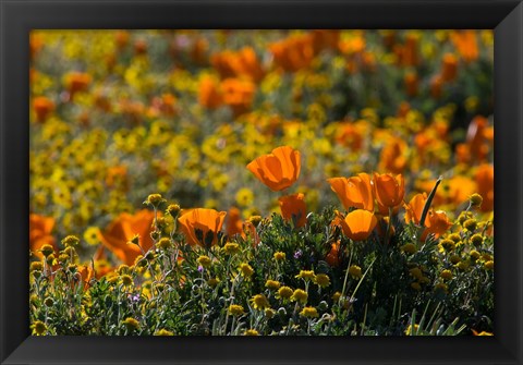 Framed Golden California Poppy Field Print