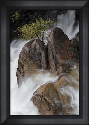Framed Lone Tree With Waterfall At Cascade Creek Falls Print