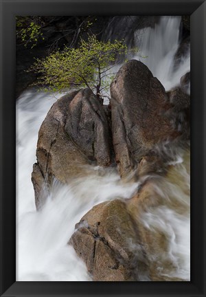 Framed Lone Tree With Waterfall At Cascade Creek Falls Print