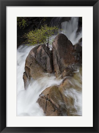 Framed Lone Tree With Waterfall At Cascade Creek Falls Print