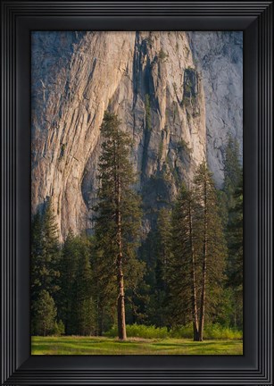 Framed Ponderosa Pines With The Middle Cathedral Spire Print