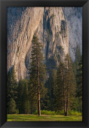 Framed Ponderosa Pines With The Middle Cathedral Spire Print