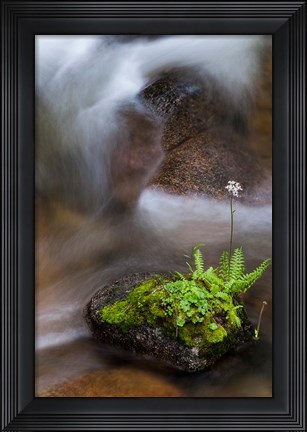Framed Flowering Fern With A Rushing Stream Print