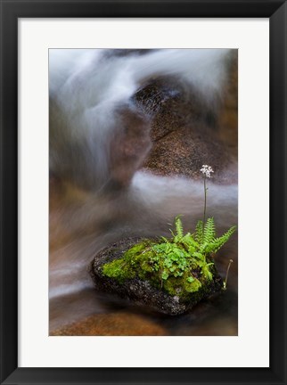 Framed Flowering Fern With A Rushing Stream Print