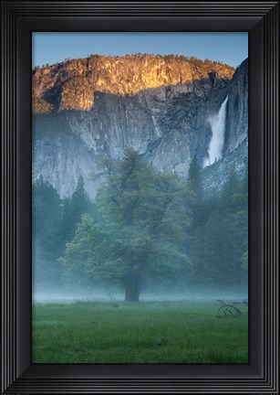 Framed Misty Yosemite Oak Print