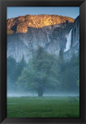 Framed Misty Yosemite Oak Print