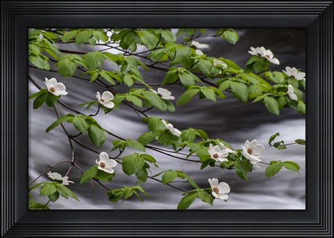 Framed Dogwood Along The Merced River Print