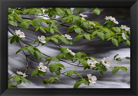 Framed Dogwood Along The Merced River Print