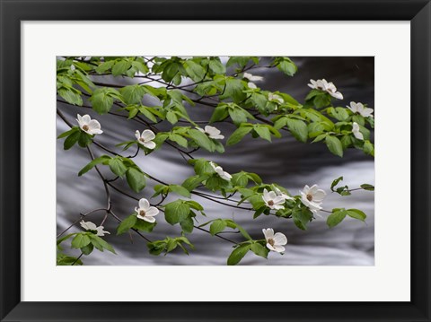 Framed Dogwood Along The Merced River Print