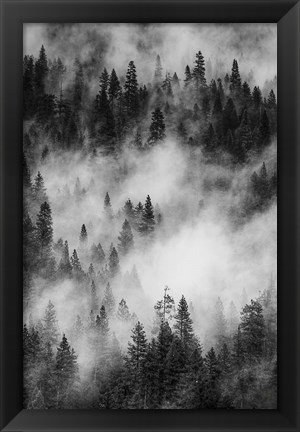 Framed Swirling Forest Mist, Yosemite NP (BW) Print