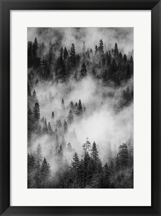 Framed Swirling Forest Mist, Yosemite NP (BW) Print