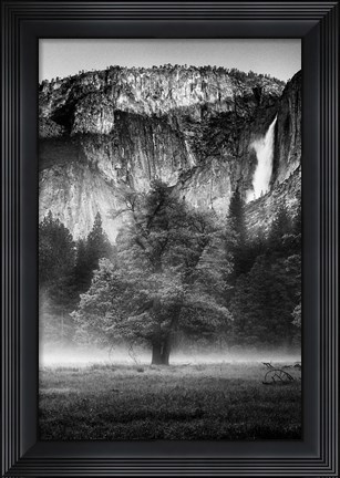 Framed Misty Californian Oak (BW) Print