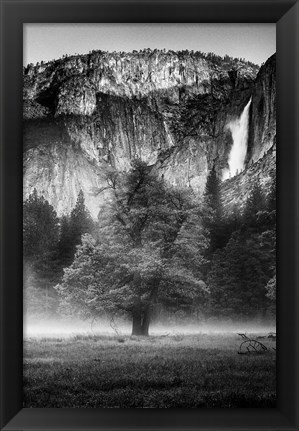 Framed Misty Californian Oak (BW) Print