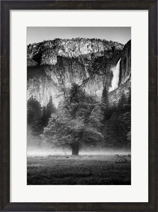Framed Misty Californian Oak (BW) Print