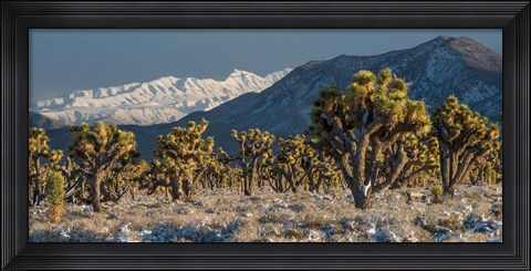 Framed Panoramic View Of Joshua Trees In The Snow Print